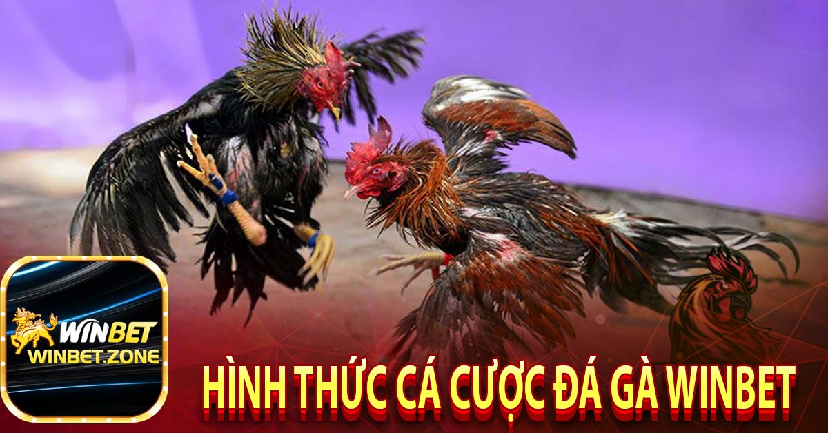 Hình thức cá cược đá gà winbet
